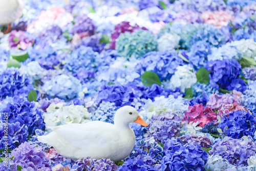 【茨城県桜川市】雨引観音の池に浮かぶ紫陽花とアヒル