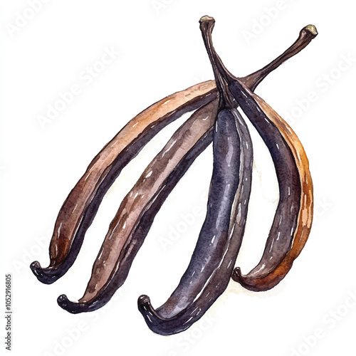 Vanilla bean fruit watercolor clipart illustration