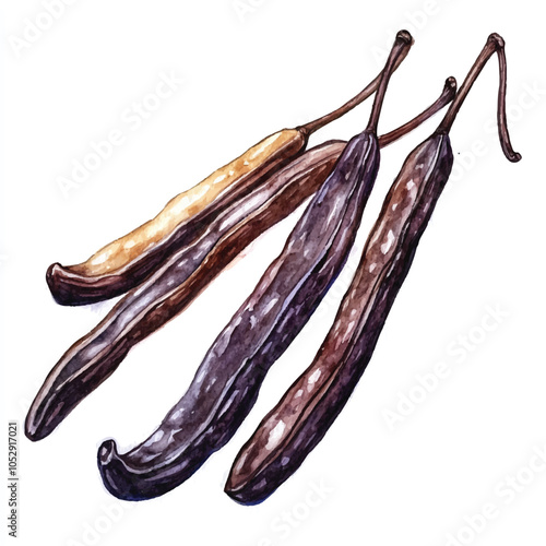 Vanilla bean fruit watercolor clipart illustration