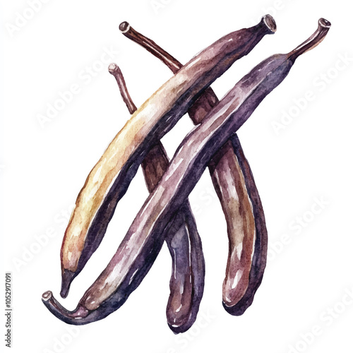 Vanilla bean fruit watercolor clipart illustration