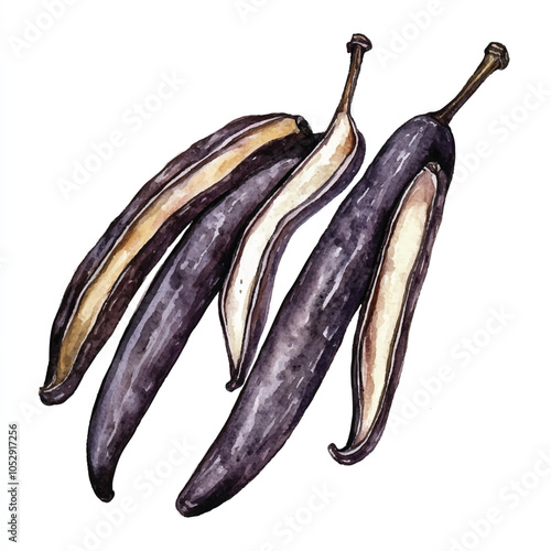 Vanilla bean fruit watercolor clipart illustration