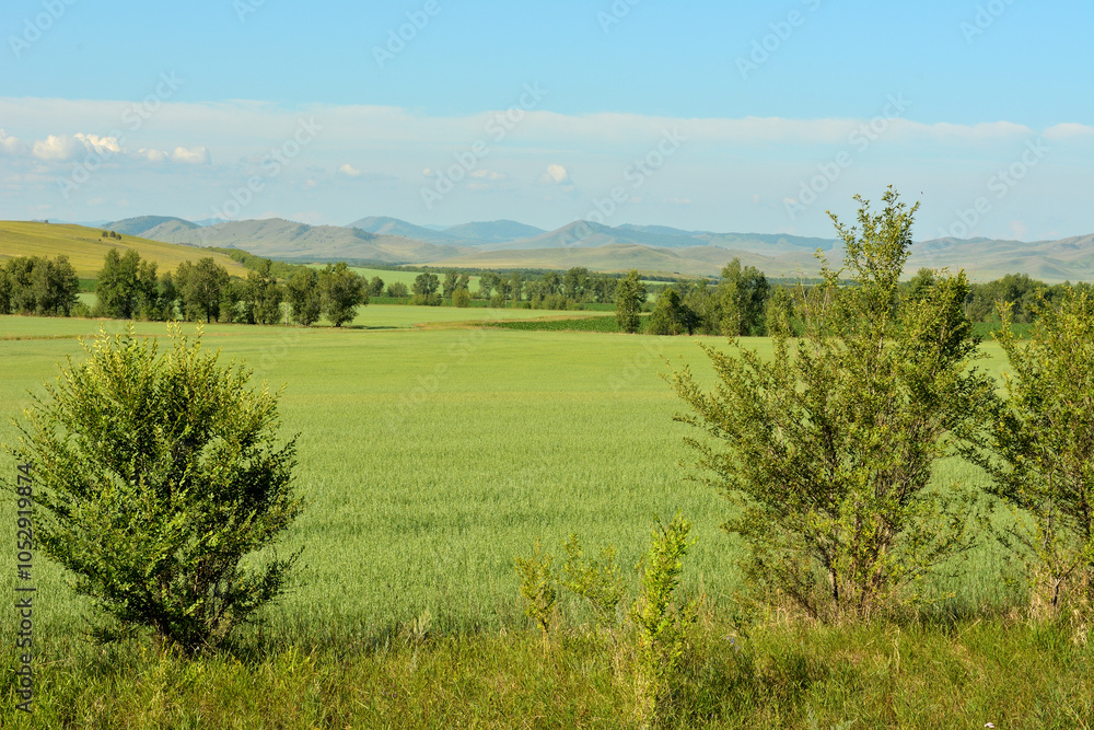 A look through low bushes at a huge field of oats in the endless hilly steppe. A look through low bushes at a huge field of oats in the endless hilly steppe.