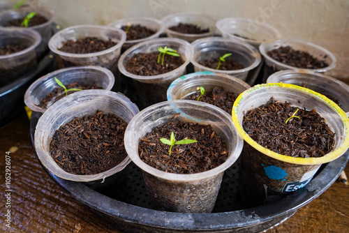 Seeding chili plants in plastic cups