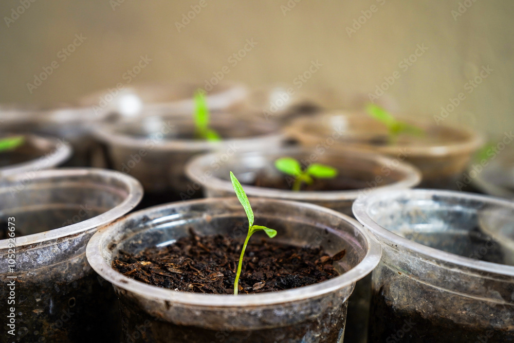 Seeding chili plants in plastic cups Seeding chili plants in plastic cups