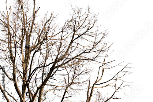 Dried twigs or branches without leaves against an isolated white background (dahan atau ranting pohon kering tanpa daun di latar belakang warna putih) photo