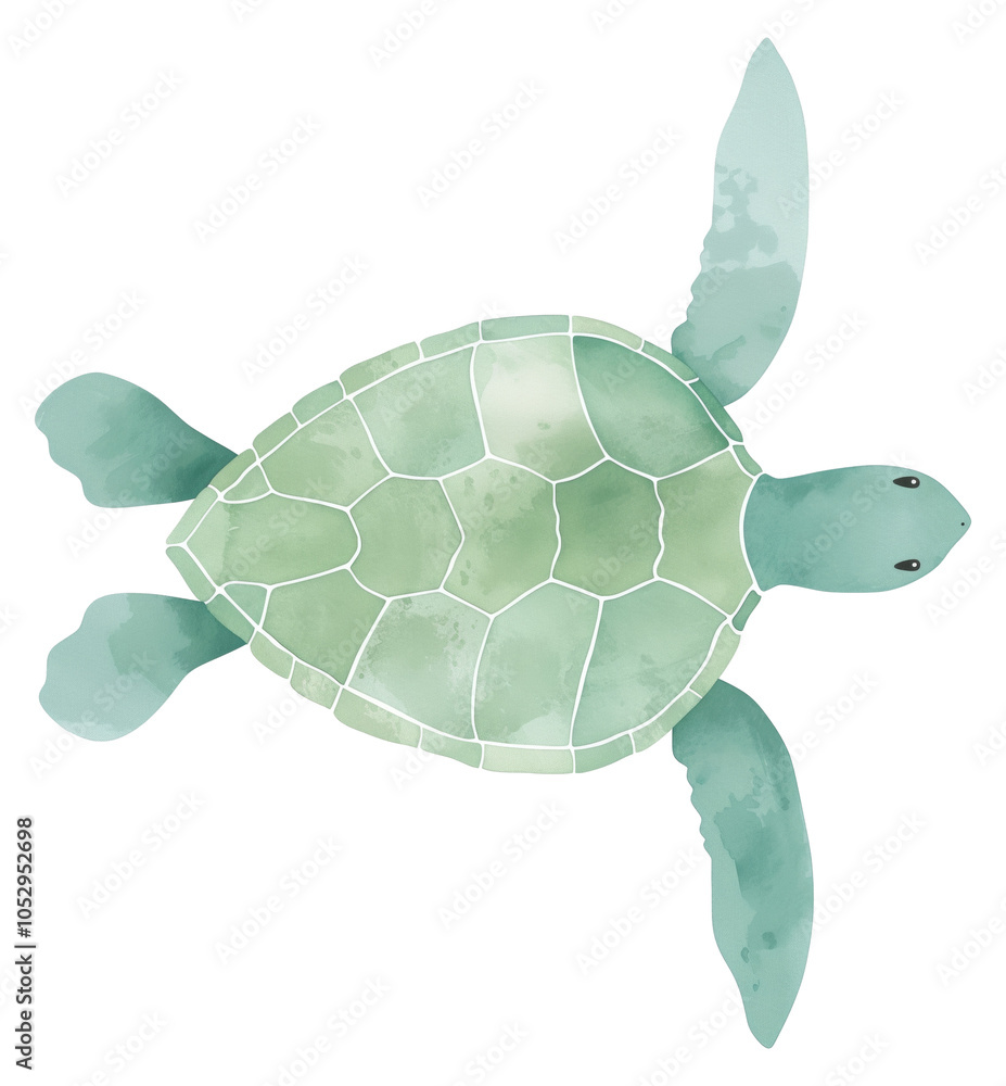 Fototapeta premium A green sea turtle swimming isolated on transparent background.