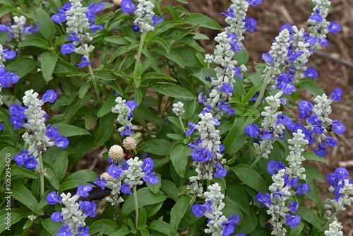 Blue salvia (Salvia Farinacea) flowers. Lamiaceae perennial plants. The cool blue-purple flowers bloom for a long period from early summer to autumn. photo