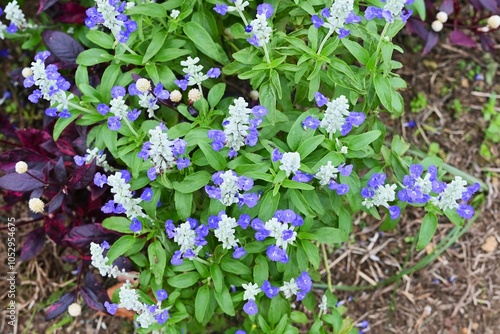 Blue salvia (Salvia Farinacea) flowers. Lamiaceae perennial plants. The cool blue-purple flowers bloom for a long period from early summer to autumn. photo