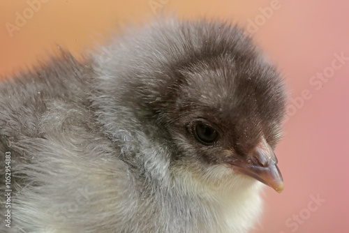 The cute and adorable appearance of a brahma chick that has just been hatched from an egg. This animal has the scientific name Gallus gallus domesticus.