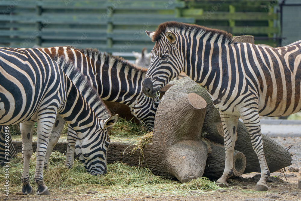 Fototapeta premium 静岡県裾野市 夏のサファリパーク