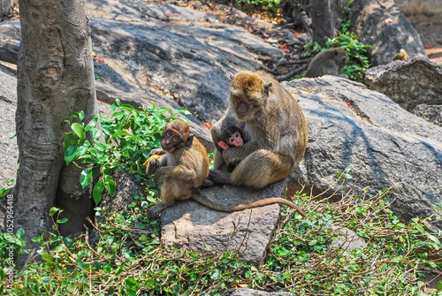 Canvas Print A monkey family rests on rocky ground surrounded by greenery