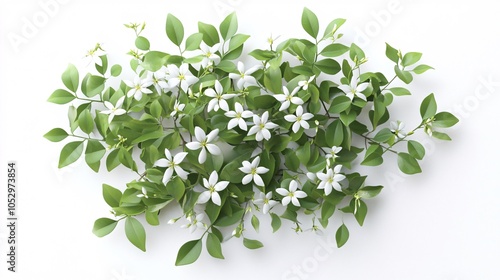 2410 59.A 3D-rendered view from above of Night Blooming Jasmine plants, featuring their dense green leaves and delicate white flowers. The plants are cut out and placed on a white background, making