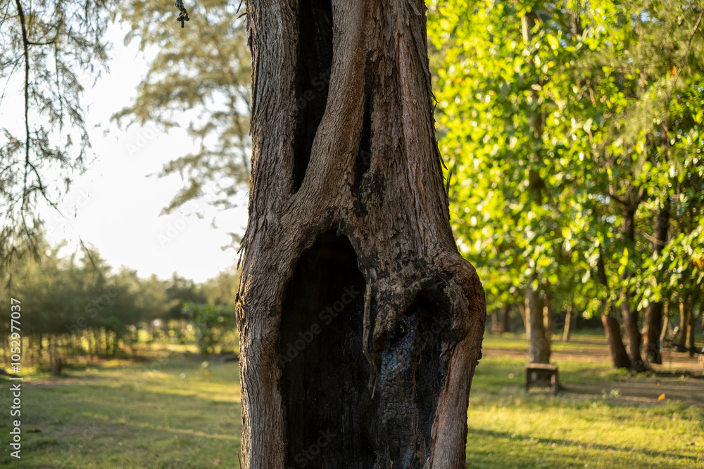 Fototapeta premium A majestic tree with a hollow trunk in a vibrant forest during a serene afternoon
