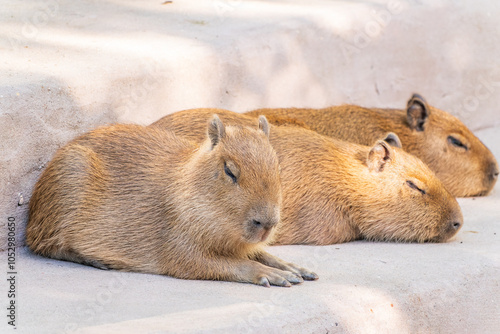 Three capybara in the park photo