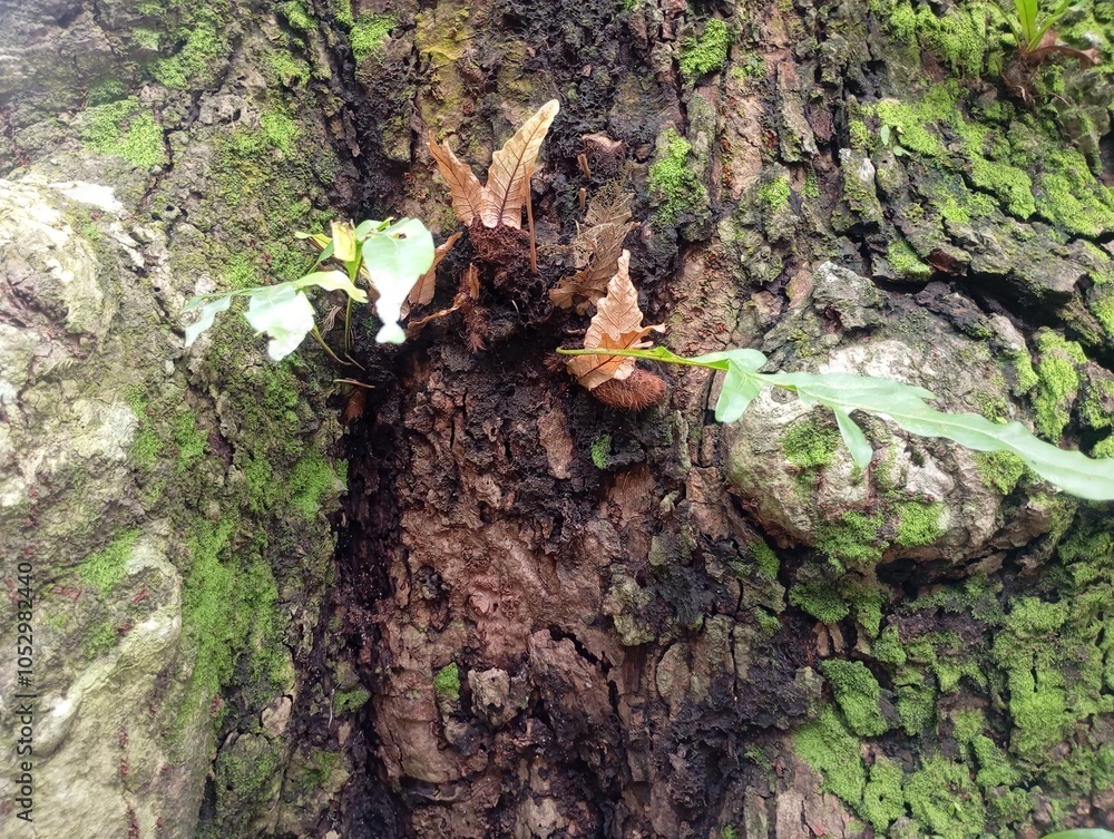 lichen on tree