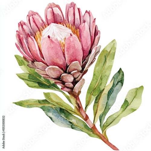 protea flower watercolor Clipart illustration