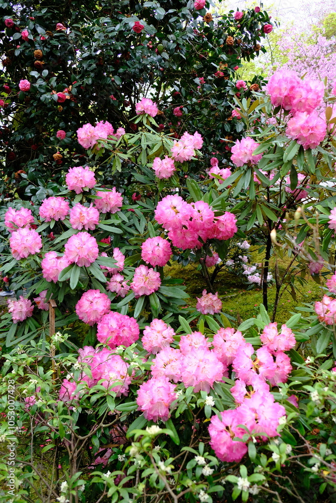 pink flowers in the garden pink flowers in the garden
