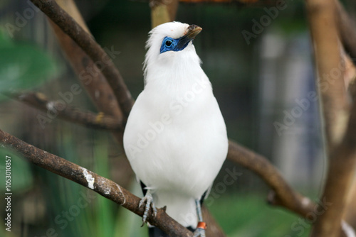 Bali Myna a White Bird With Blue Around the Eyes Stand on Branch Over Nature Background photo