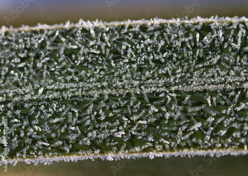 Crystallized frost on a green iris leaf. Macro. Ice crystals close up. Cold day.