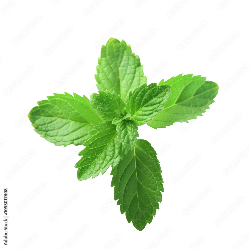 Fresh mint leaves isolated on white or transparent background Fresh mint leaves isolated on white or transparent background