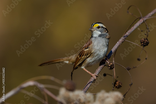 White-throated Sparrow