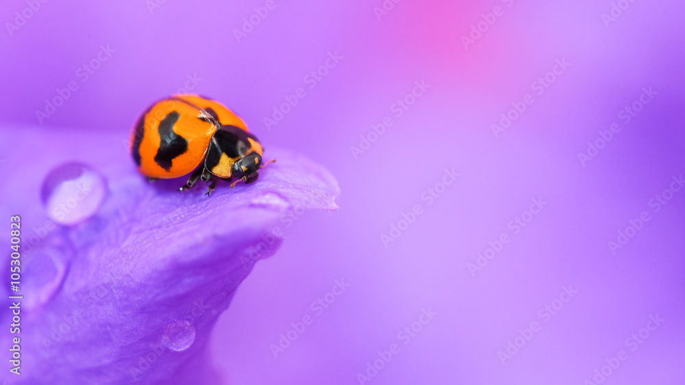 Ladybug on Purple Flower with Water Droplets - Macro Photography Ladybug on Purple Flower with Water Droplets - Macro Photography