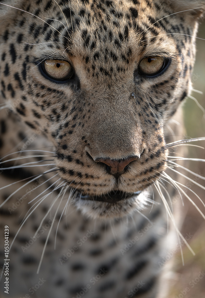 Obraz premium close up of leopard