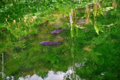 fish in green pond