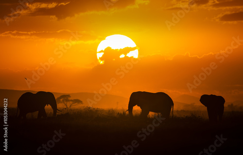elephants in the sunset