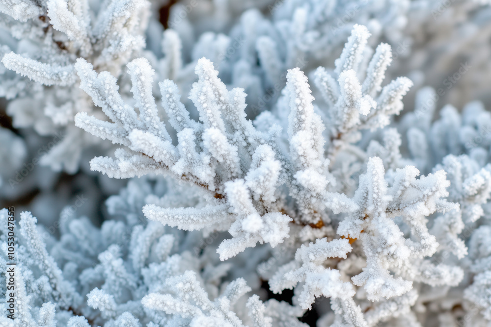 Hoarfrost covering tree branches in winter Hoarfrost covering tree branches in winter