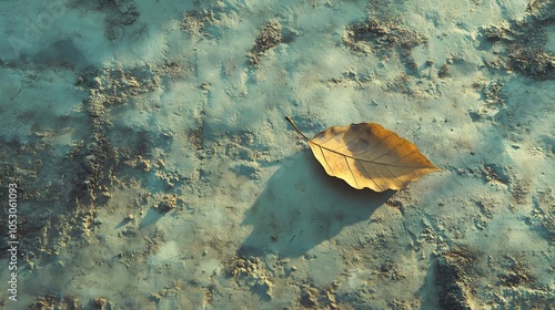 104. A solitary leaf lying on a weathered surface, with natural light enhancing its texture