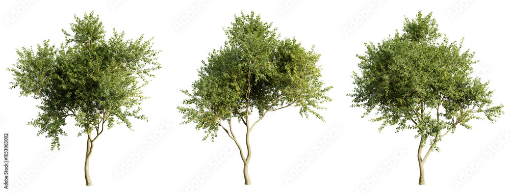 Fototapeta premium Eucalyptus Tree on transparent background.3d rendering