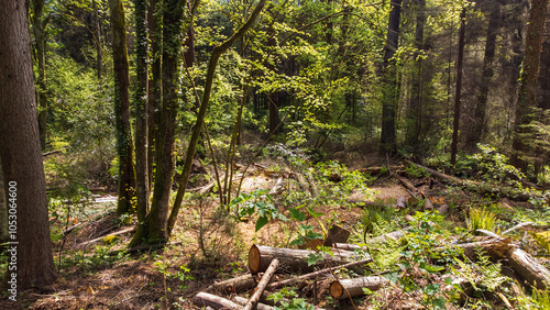 Dense foliage covers the forest floor. Cut logs sits with all sort've of growth covering it 