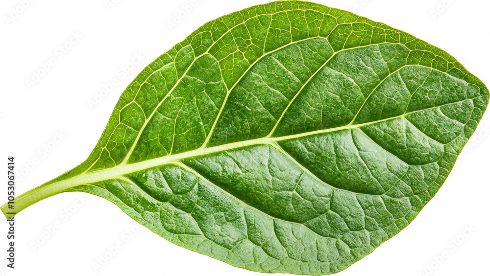 Obraz premium Close-up of a green leaf