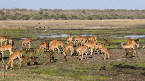 Wallpaper Mural Herd of impala antelopes and chacma baboons feeding on river floodplain, Chobe National Park, Botswana Torontodigital.ca