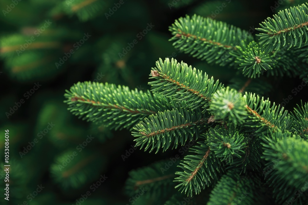 Closeup of Christmas tree background  Closeup of Christmas tree