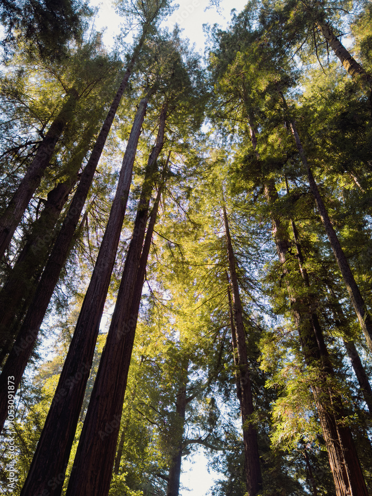 Fototapeta premium Looking Up at Towering Redwood Trees