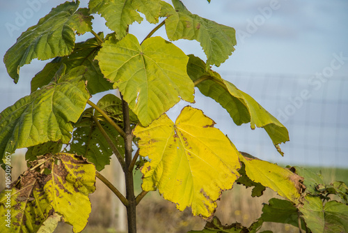 paulownia, oxytree, paulowniaceae, fortunei, elongata, princess tree, leaves, habit, biomass, biomass, cultivation, energy crops, foliage, tree, leaf