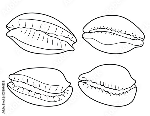 Hand drawn cowrie Outline black. doodle  sea shells set with doodle style.