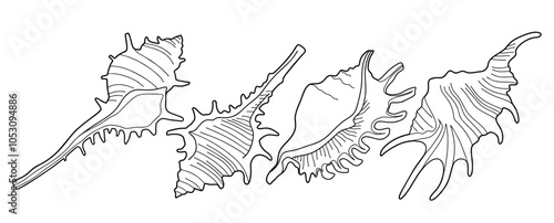 Hand drawn snail shell Outline black. doodle  sea shells set with doodle style.