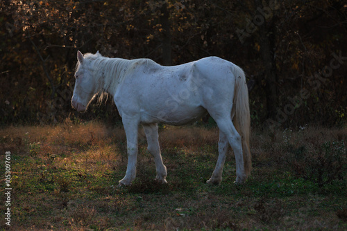 Wild horses at dawn, Shawnee Creek campground, near Emminence, Missouri photo