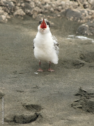 Juvenile Tern Displaying Territorial Behaviour on Sandy Shore