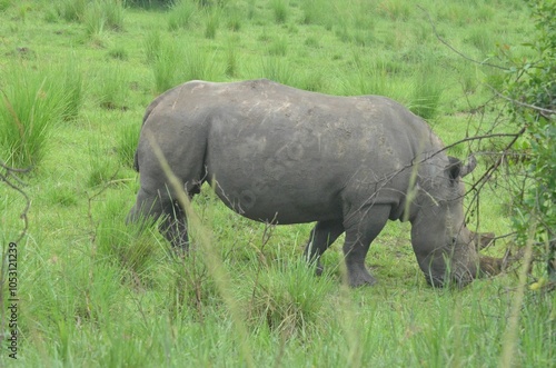 Majestic white rhinoceros grazes in a lush, green field photo