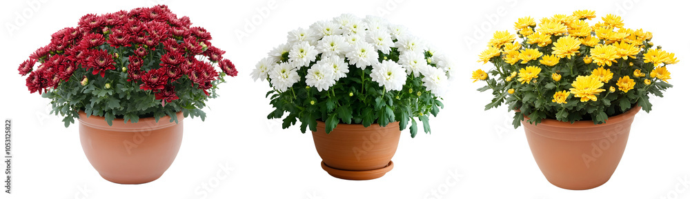 Naklejka premium Red, white and yellow chrysanthemums in pots isolated on white or transparent background.