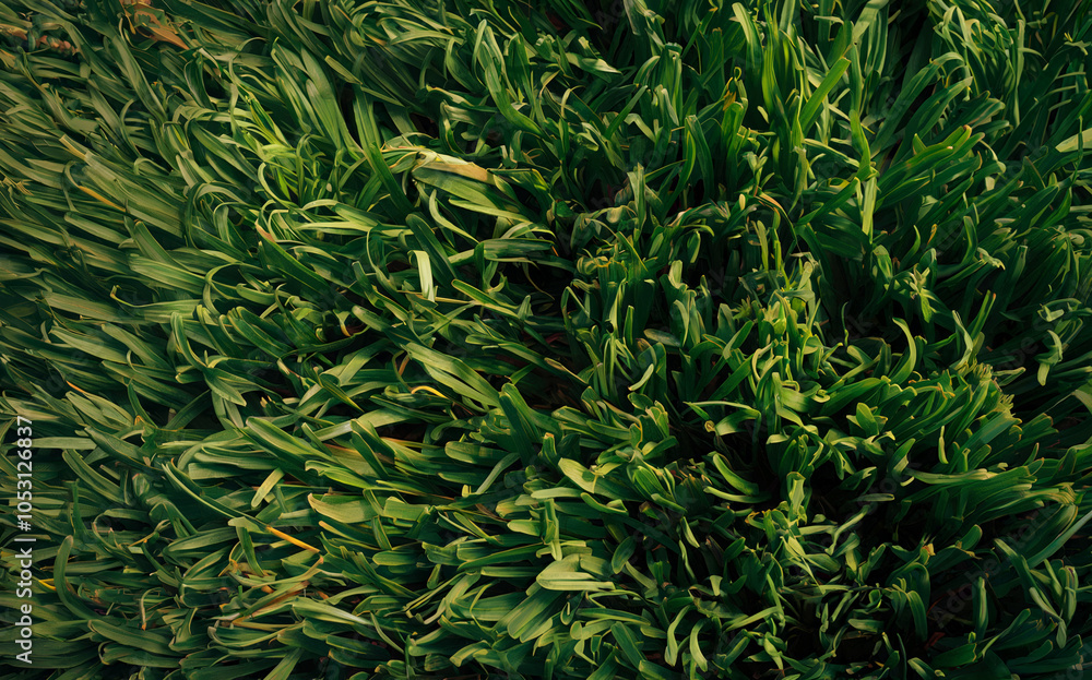 Fototapeta premium a dense, deep green summer grass pattern, rich and lush