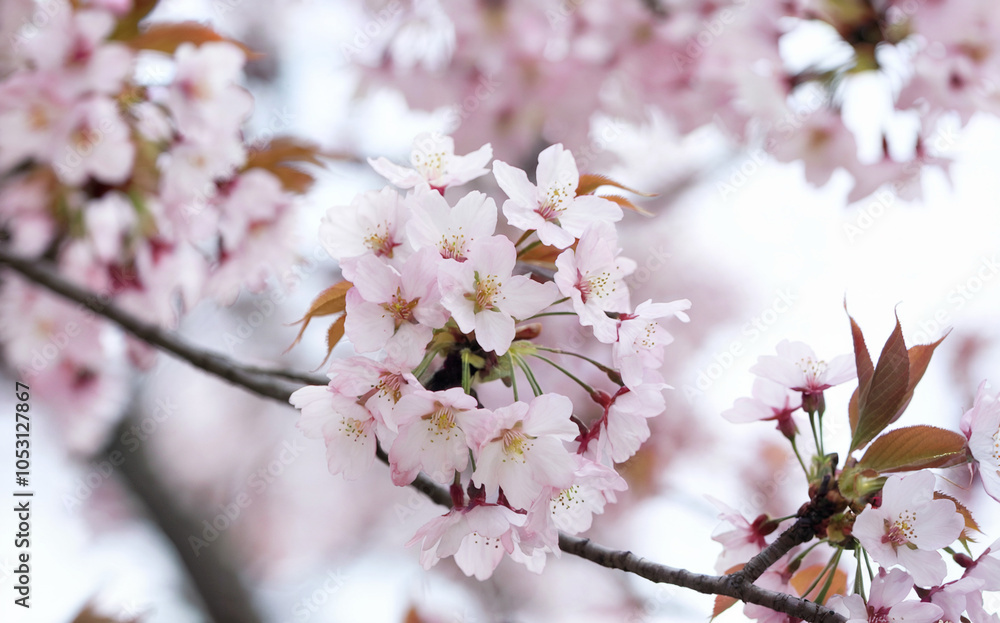 a pattern of cherry blossom petals in light pink tones on a white background a pattern of cherry blossom petals in light pink tones on a white background