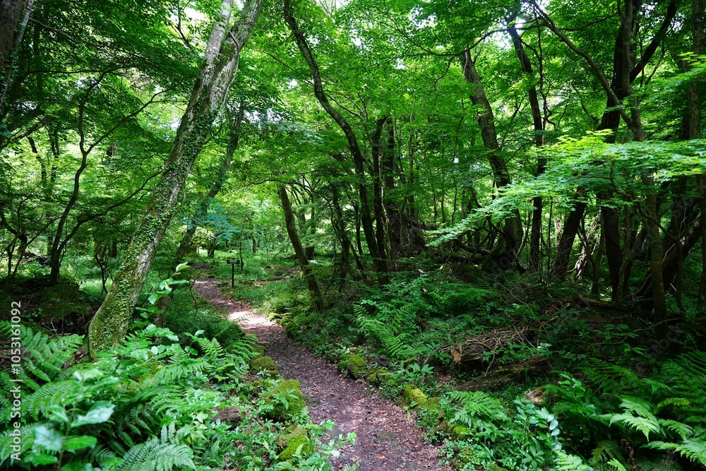 fine old path through mossy rocks and trees fine old path through mossy rocks and trees