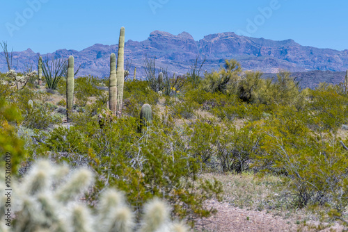 An overlooking view of Organ Pipe Cactus NM, Arizona photo