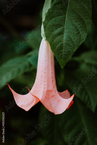 Close-up of Pink Brugmansia (Angel's Trumpet) Flower in a Lush Garden photo