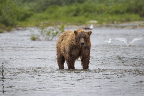 Coastal Brown Bear Looking at Camera photo